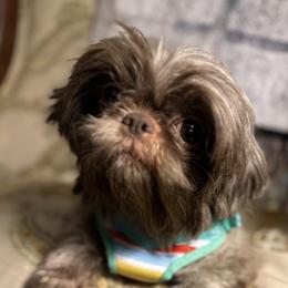 Meiko - Shih Tzu