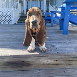 Basset Hound and Dalmatian Puppies from Lazy B Bassets and Dalmatians