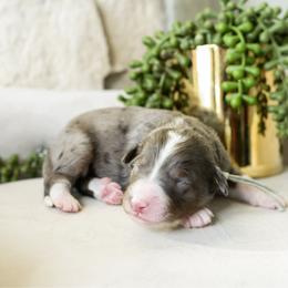 Maria - Merle female Bernedoodle puppy in Spanish Fork, Utah from K Brand Doodles