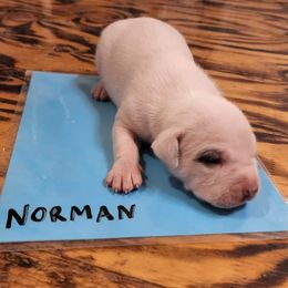 Norman - American Bulldog puppy in Yellville, Arkansas from Offerman Family Bulldogs
