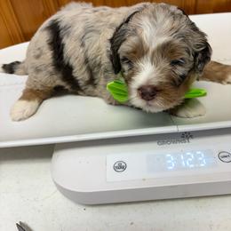 Bowie - Merle male Bernedoodle puppy in Waco, Texas from Doodles of Your Dreams (formerly Texana Doodles)