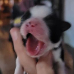 Big Dot or Girl 1 - Black and white female Shih Tzu puppy in Lostant, Illinois from Bella's Babies
