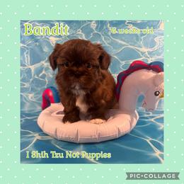 Bandit - Liver and white male Shih Tzu puppy in Beatrice, Nebraska from I Shih Tzu Not Puppies