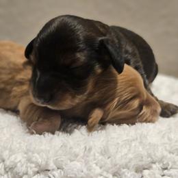 Dachshund puppies from Loyal Lil Dachshunds