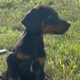 Maverick - Black and rust male Doberman Pinscher puppy in Peru, Indiana from De luxe dobermans