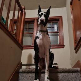 Oakley - Great Dane