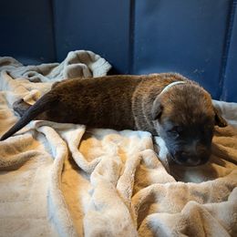 Blue - Brindle male Belgian Malinois puppy in Constantia, New York from Creek Corners