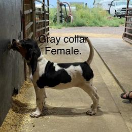Gray - Blue ticked female Bluetick Coonhound puppy in Bennett, Colorado from 5280 Blue Ticks