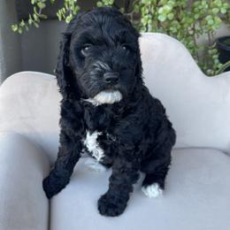 Pine - Black and white female Bernedoodle puppy in Superior, Arizona from Mountain Bridge Doodles