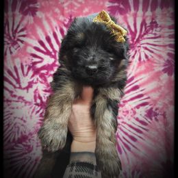 Andi - Black and tan female German Shepherd puppy in Fort Jennings, Ohio from Von Holtzapple German shepherds