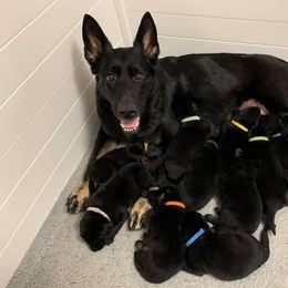 German Shepherd Puppies from Zobelhund German Shepherds
