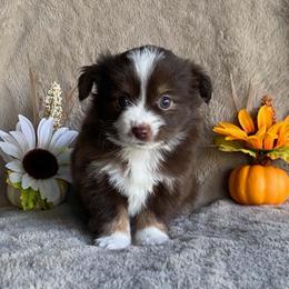 Ember - Red & white female Miniature Australian Shepherd puppy in Oroville, Washington from High Mountain Aussies