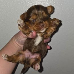Chocolate Male - Chocolate, tan and white male Yorkshire Terrier puppy in Lakeland, Florida from You Me & The Yorkies