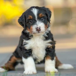Maple - Tri-color female Bernedoodle puppy in Dundee, Ohio from Down Home Doodle