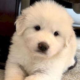 Caroline - White female Great Pyrenees puppy in Murfreesboro, Tennessee from Storybook Tails Farm