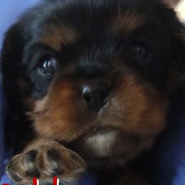 Oakley - Black and tan male Cavalier King Charles Spaniel puppy in Rockville, Maryland from Skais the Limit Cavaliers
