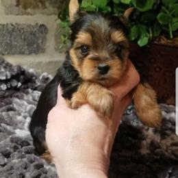 Cosmo - Black and tan male Yorkshire Terrier puppy in Hot Springs, Arkansas from Kimberly's Lovable Littles