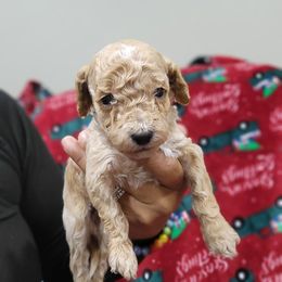 Sophie - Apricot female Goldendoodle puppy in Milwaukwe, Wisconsin from Wisconsin Doodles