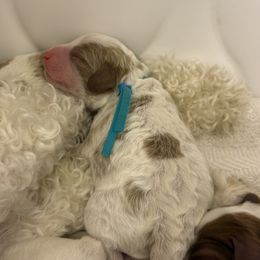 Cavapoo Puppies from PJs Puppy Love