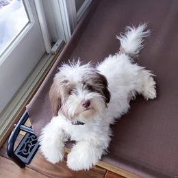 Stella - Havanese