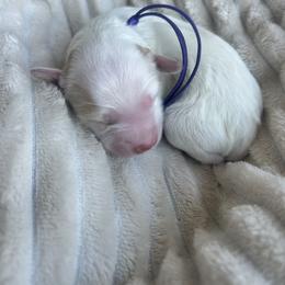 Purple Collar - Gold female Havapoo puppy in Powder Springs, Georgia from West Cobb Dogs
