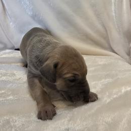 Gladys - Fawn female Great Dane puppy in Colorado Springs, Colorado from Pilot Danes