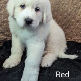 Great Pyrenees Puppies from Duck Creek Poultry Place & Wilson's Waterfowl