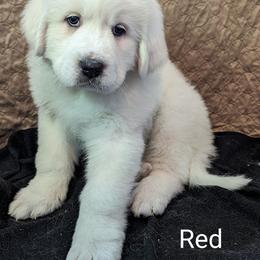 Great Pyrenees Puppies from Duck Creek Poultry Place & Wilson's Waterfowl