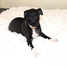 Yasmin Female 1 - Black female Italian Greyhound puppy in Sparta, Tennessee from Summerwind Kennel