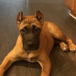 Cane Corso from Impero 212