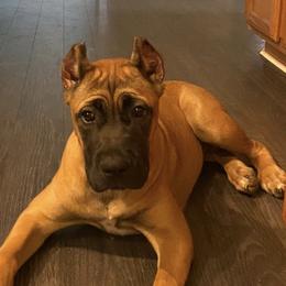Cane Corso from Impero 212