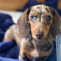 Chai - Dachshund
