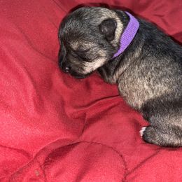 Miniature Schnauzer Puppies from Circle R Ranch