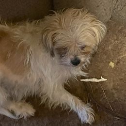 Shih Tzus and Yorkshire Terriers from Perfectly Pom Farm