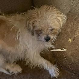 Shih Tzus and Yorkshire Terriers from Perfectly Pom Farm