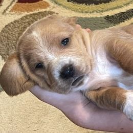 Girl 1 - Tan and white female Basset Hound puppy in Woodruff, South Carolina from LONG EARS FARM AKC BASSET HOUNDS