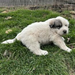 Puppy ID 320264 - White and badger male Great Pyrenees puppy in Leicester, North Carolina from Randall Glen Pyrenees