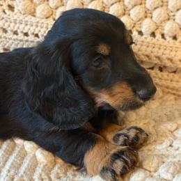 Spring Brook Here You Come Again - Black and cream female Dachshund puppy in New Ross, Indiana from Spring Brook Farms, LLC