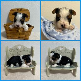 Black and White Parti Male - Parti male Yorkshire Terrier puppy in Bonney Lake, Washington from Enchanted Yorkies