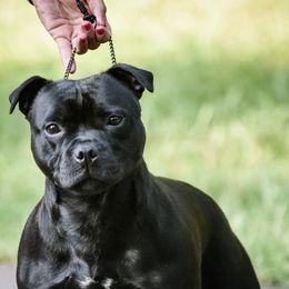 Yrsa - Staffordshire Bull Terrier