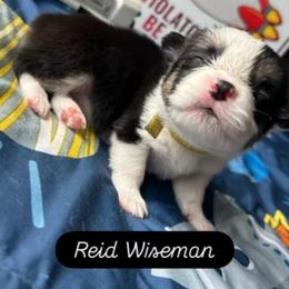 Boy 4 - Black and white male American Corgi puppy in Cocoa, Florida from Cascadian Space Coast Corgis LLC