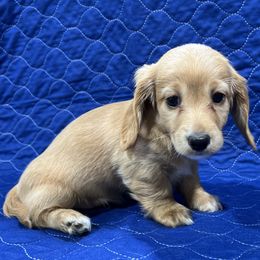 Heidi - Cream female Dachshund puppy in Jordan, Arkansas from Lakeshore Dachshunds