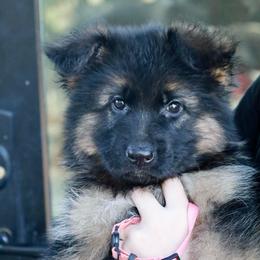 Gemma - Black and red female German Shepherd puppy in Canton, Texas from WILDWOOD GERMAN SHEPHERDS
