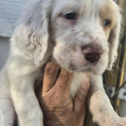 Rain - Blue belton and tan (tri-color) female English Setter puppy in Morrice, Michigan from Wild Bird Setters