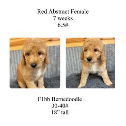 Red abstract female - Red female Bernedoodle puppy in Clarksville, Iowa from Iowa Heartland Doodles