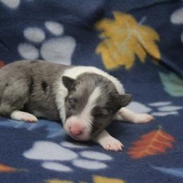 Boy 2 - male Border Collie puppy in Parsons, Kansas from Feathered Cactus Farm