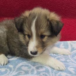 Trixie 2 - White and sable male Shetland Sheepdog puppy in Caldwell, Texas from Candyce Witte