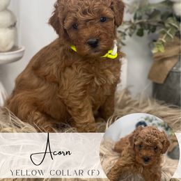 Spot  4 - REMAINING FEMALE - Red  female Goldendoodle puppy in Watertown, New York from True Friend Doodles