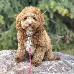 Toast - Goldendoodle