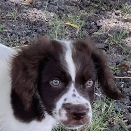 Brittany Puppies from Highpoint Kennels